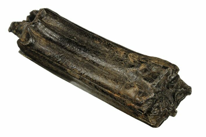 Pleistocene Aged Fossil Horse Tooth - South Carolina #178868